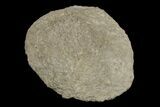 Silurain Fossil Sponge (Astraeospongia) - Tennessee #174242-1